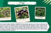 Pesquisa cataloga plantas medicinais que ajudam na imunidade contra a Covid
