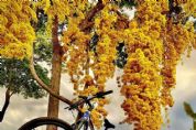 De bike pelo Pantanal, artista encanta as redes sociais com fotografias