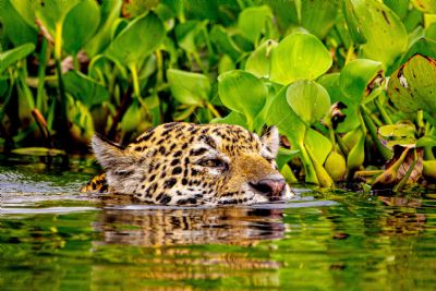 Cineasta francs grava documentrio sobre onas-pintadas no Pantanal de MT
