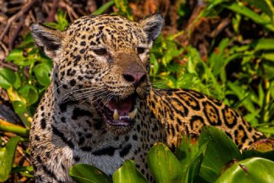 Documentrio gravado no Pantanal de MT projetar o turismo na regio