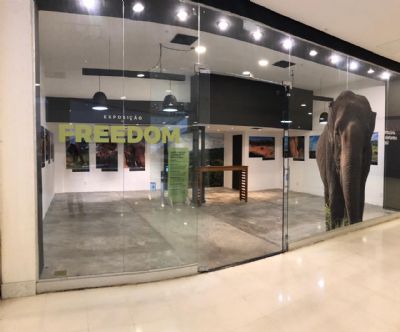 Elefantes do santurio de Chapada so tema de exposio no Goiabeiras Shopping