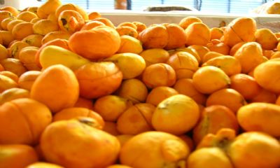 Projeto busca investimento em produo de frutos para promover gastronomia do Cerrado