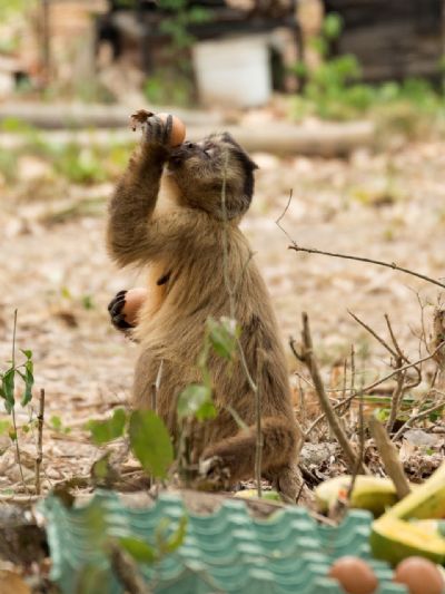 Exposio traz registros de animais sobreviventes das queimadas no Pantanal