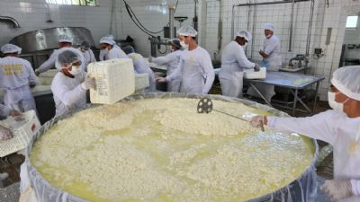 Moradores tentam fabricar queijo gigante de 2 toneladas em festa em Curvelndia