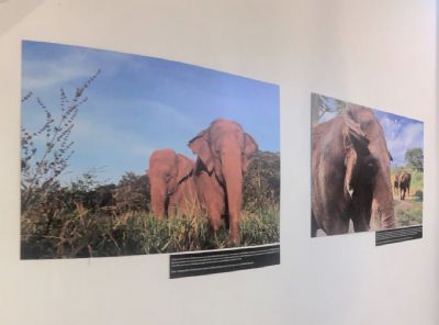 Exposio sobre a vida livre dos elefantes em Chapada termina nesta segunda