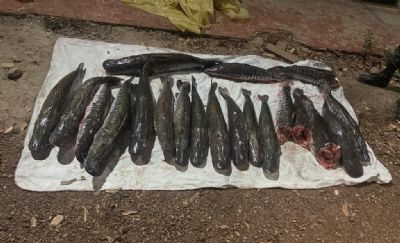 Mais de 100 quilos de pescado irregular so apreendidos em Santo Antnio do Leverger