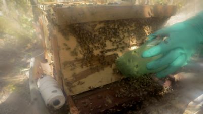 Prefeitura de Vrzea Grande fomenta apicultura em assentamentos da agricultura familiar