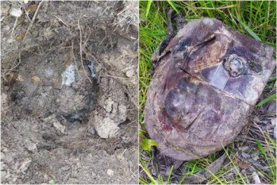 Restos mortais de jovem desaparecida  encontrado em matagal