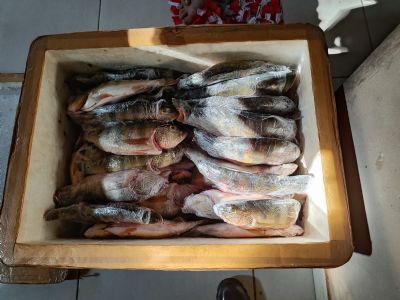 Sema apreende 180 kg de pescado ilegal em Confresa e Santa Terezinha