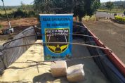 Carreta com seis toneladas de maconha  apreendida em Amambai