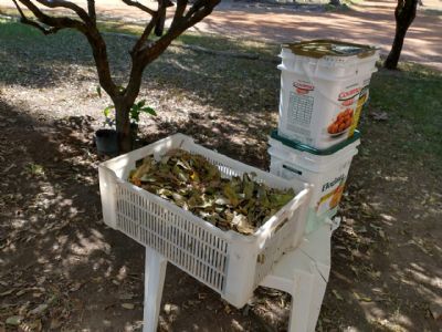 Composteira artesanal de folhas secas  uma opo sustentvel para evitar queimadas urbanas