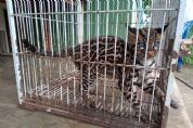 Vdeo | Filhote de jaguatirica  capturado por moradores e resgatado aps denncia
