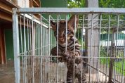 Vdeo | Filhote de jaguatirica  capturado por moradores e resgatado aps denncia