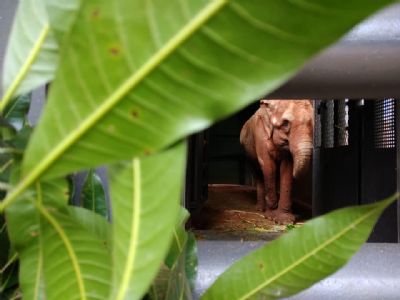 Elefanta est a caminho do Santurio em Chapada dos Guimares