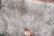 Cachorro fica com cabea presa em buraco no muro e bombeiros fazem resgate