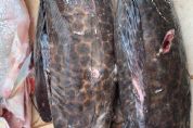 Dez pessoas so presas com 373 kg de pescado fora da medida