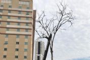 Fotos | Sensao em Cuiab, rvore de periquitos  substituda