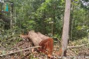<font color=Orange>Fotos e vdeos </font color> | Agentes polticos e empresrios so alvos de operao que combate extrao ilegal de madeira em MT