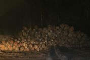 <font color=Orange>Fotos e vdeos </font color> | Agentes polticos e empresrios so alvos de operao que combate extrao ilegal de madeira em MT