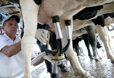 Ministrio da Agricultura busca formas de ampliar escoamento da produo de leite