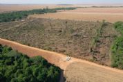 Operao integrada combate desmatamento ilegal na regio de Querncia