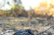 <Font color=Orange> Fotos </font color> | Sem controle, fogo consome 852 mil hectares do Pantanal e reforos so insuficientes