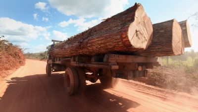 Deputados de MT aprovam projeto de lei voltado a consumidor de madeira