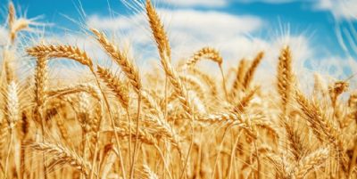 Tecnologia permite cultivo de trigo em reas no exploradas