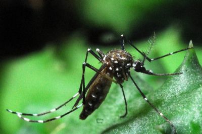 Avano da dengue deixa cerca de mil cidades em patamar de epidemia