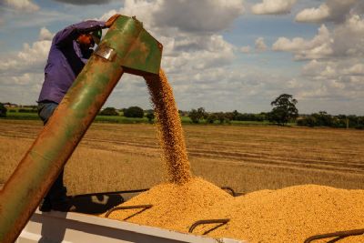 Esmagamento de soja em Mato Grosso aumenta 7,9%
