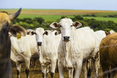 Rebanho bovino alcanou 214,7 milhes de animais em 2019, afirma IBGE