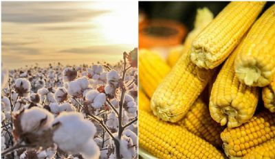 Alta do dlar aumenta o custo de produo do milho e algodo mato-grossense
