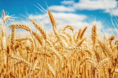 EUA vendem 475,7 mil toneladas de trigo da safra 2018/19 na semana, diz USDA