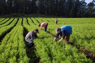 Projeto promove benefcios da adubao verde para a agricultura familiar