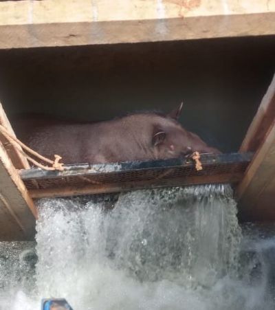 Vdeo | Anta cai em barragem de lagoa e  resgatada com guindaste