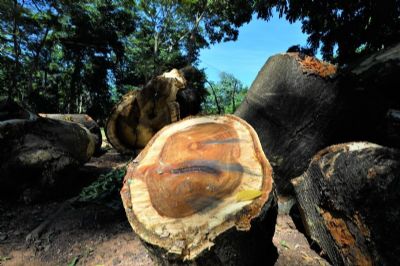 Limpurb busca parceria para que troncos de Ximbuva sejam transformados em violas de cocho
