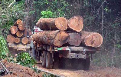 PF deflagra operao Florestas de Papel em MT e mais 4 estados