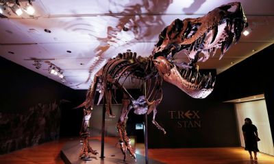 Cientistas defendem T. Rex como espcie nica de tiranossauro poderoso