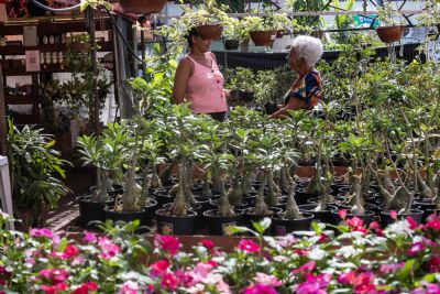 7 Festival de Rosas do Deserto e Flores no Shopping Orla tem incio
