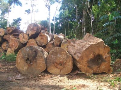 MT concentra 70% da explorao ilegal de madeira na Amaznia; confira ranking dos municpios