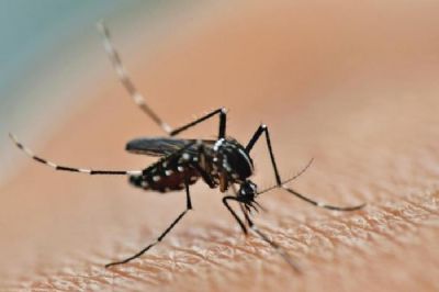 Aedes com bactria que impede transmisso de vrus ser testado em 3 cidades