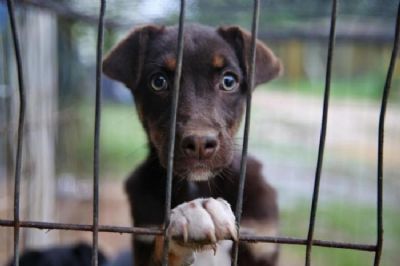 Projetos de lei visam proibir venda de animais pela internet