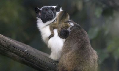 Primata ameaado de extino nasce no Zoolgico de Braslia