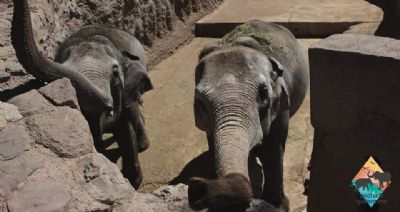Santurio de Elefantes Brasil recebe duas elefantas asiticas