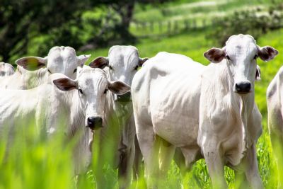 Mato Grosso bate recorde histrico em exportaes de carne bovina