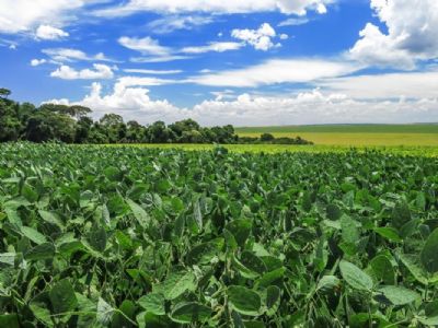 Quatro estados produzem 87,5% da rea de soja convencional brasileira