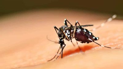 Em Mato Grosso, trs pessoas morreram e mais de 10 mil foram infectadas com dengue neste ano