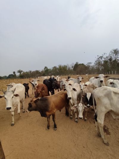 Polcia recupera gado roubado de fazenda em Cceres
