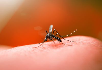 Covid-19 e dengue: especialista orienta como distinguir os sintomas