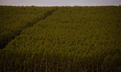 Florestas plantadas no Brasil ocuparam 9,5 milhes de hectares em 2021